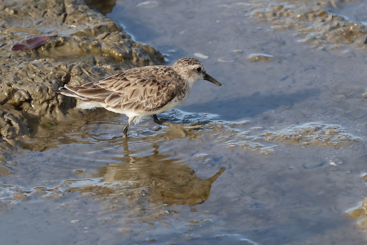 Red-necked Stint - ML645510868