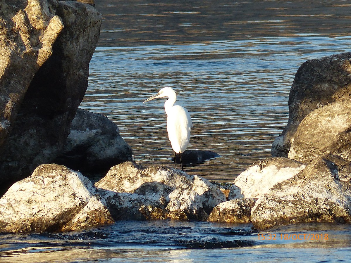 Little Egret - ML645510871