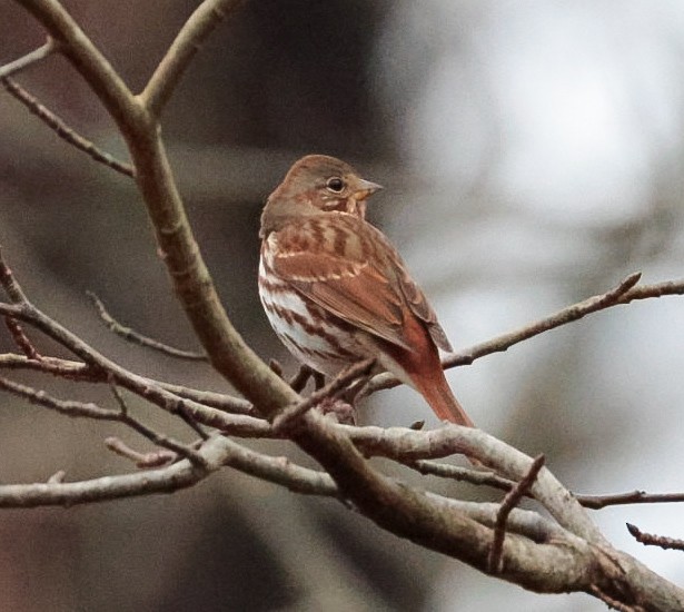 Fox Sparrow - ML645510872