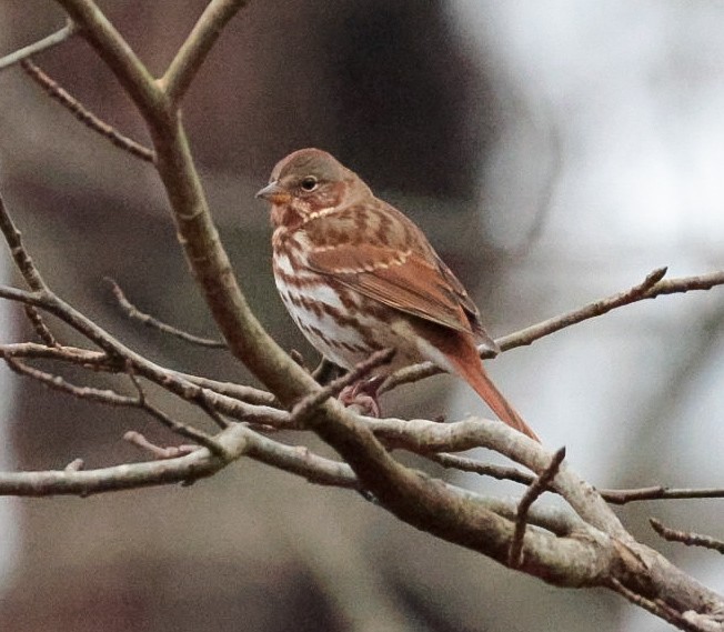 Fox Sparrow - ML645510873