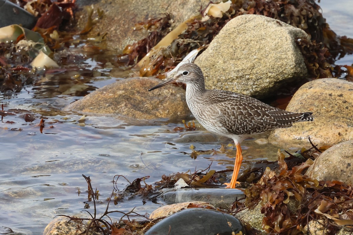Common Redshank - ML645510874