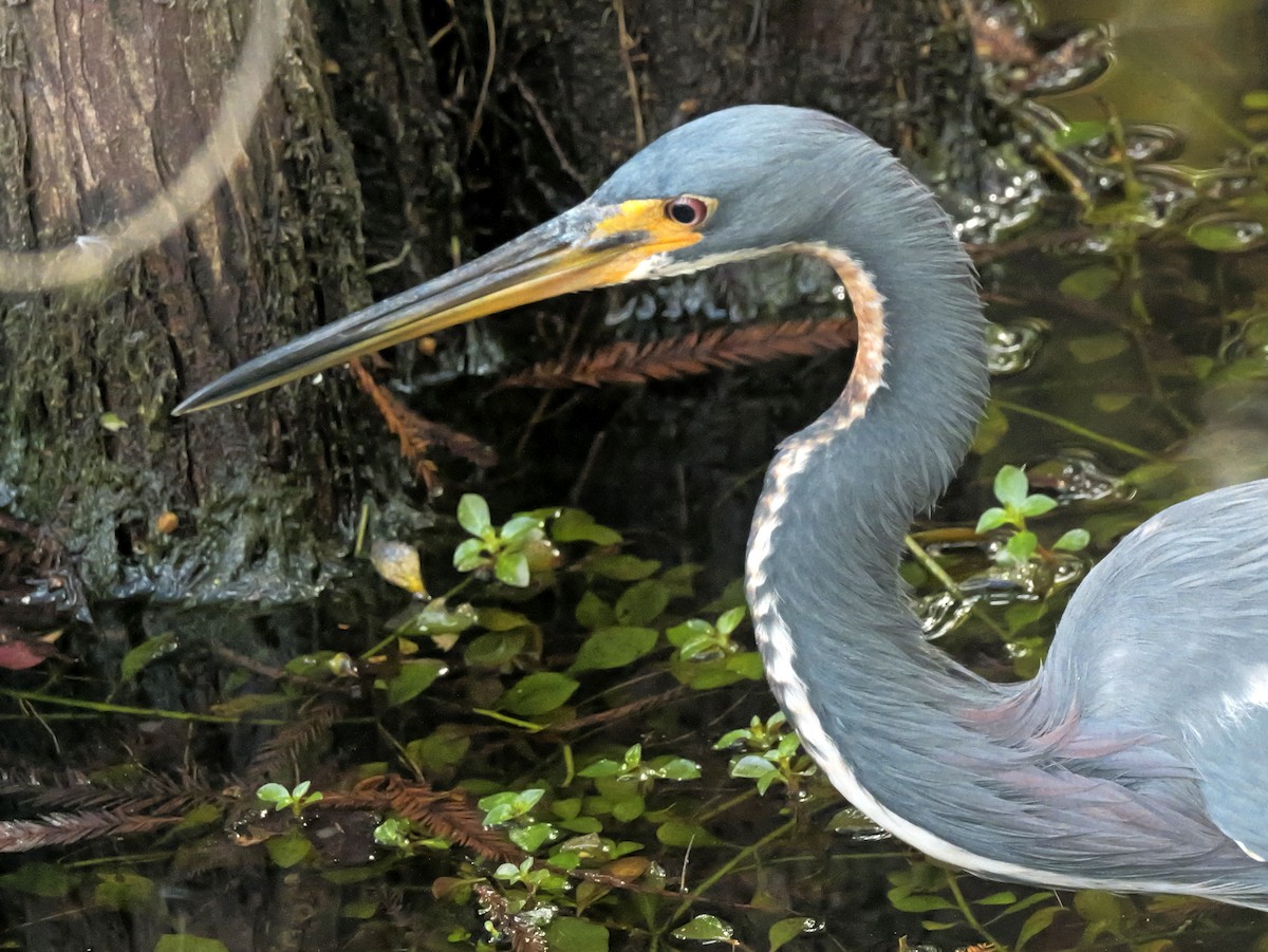 Tricolored Heron - ML645510877