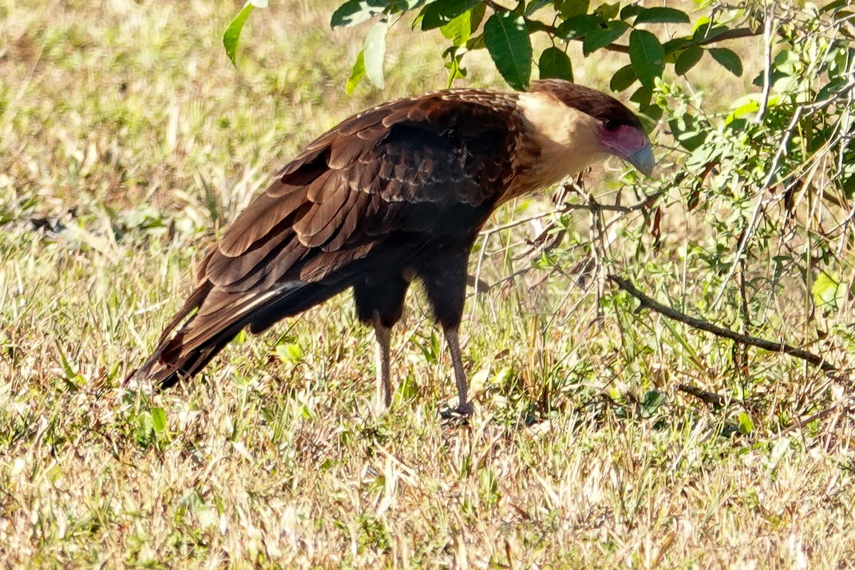 Crested Caracara - ML645510882