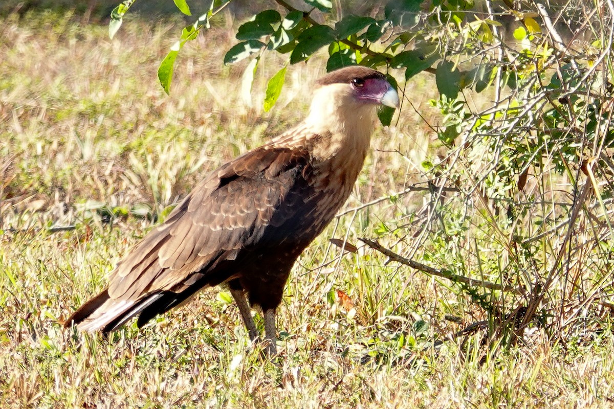 Crested Caracara - ML645510884