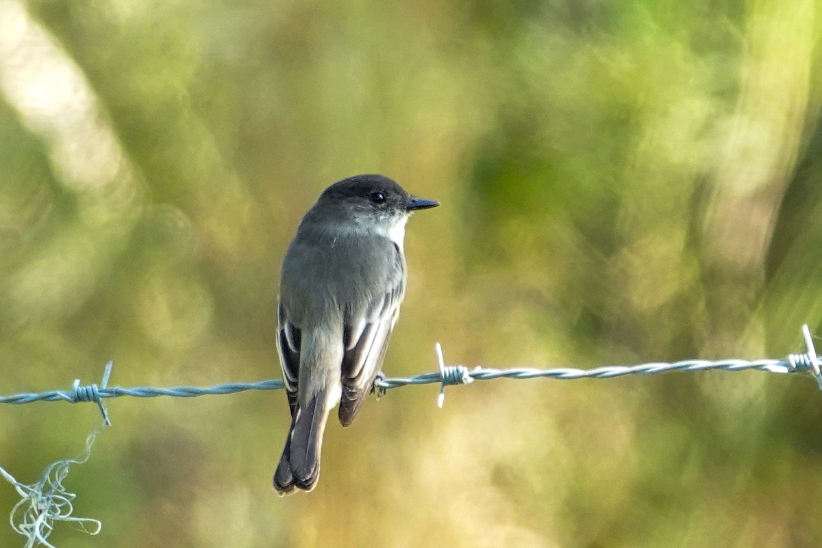 Eastern Phoebe - ML645510888