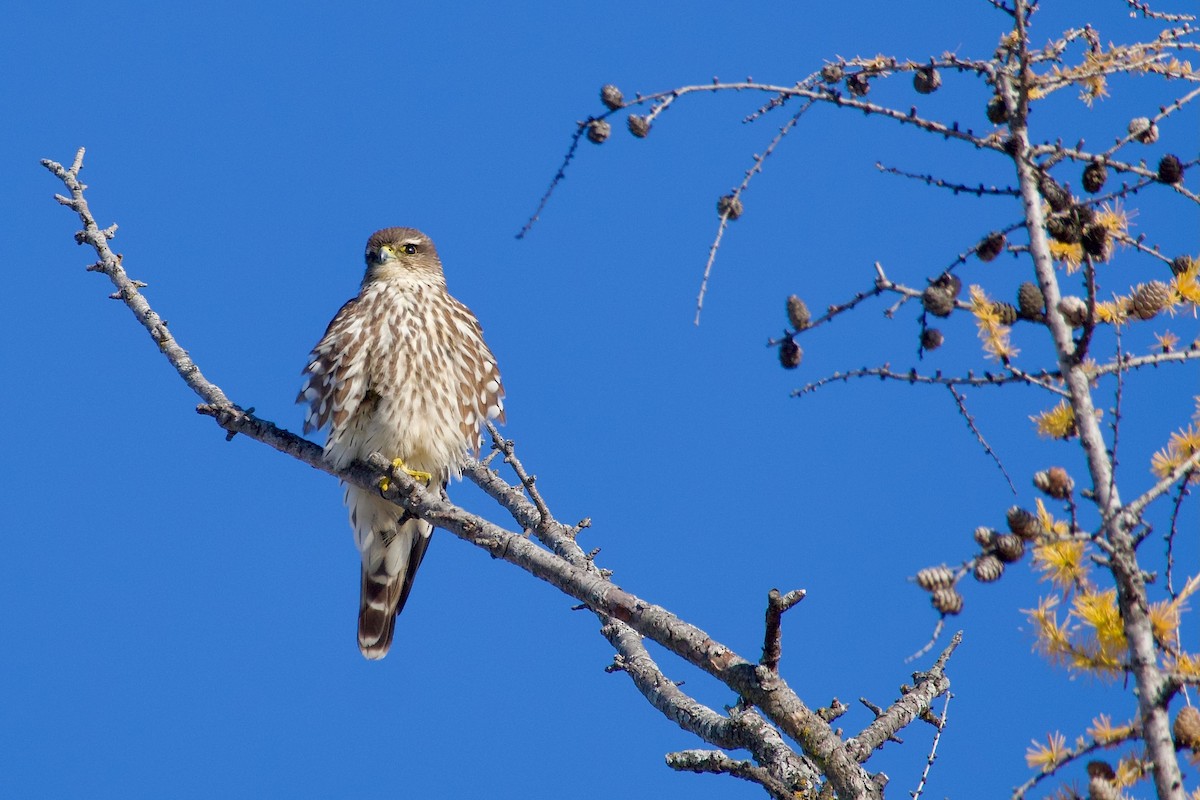 Merlin - ML645510894