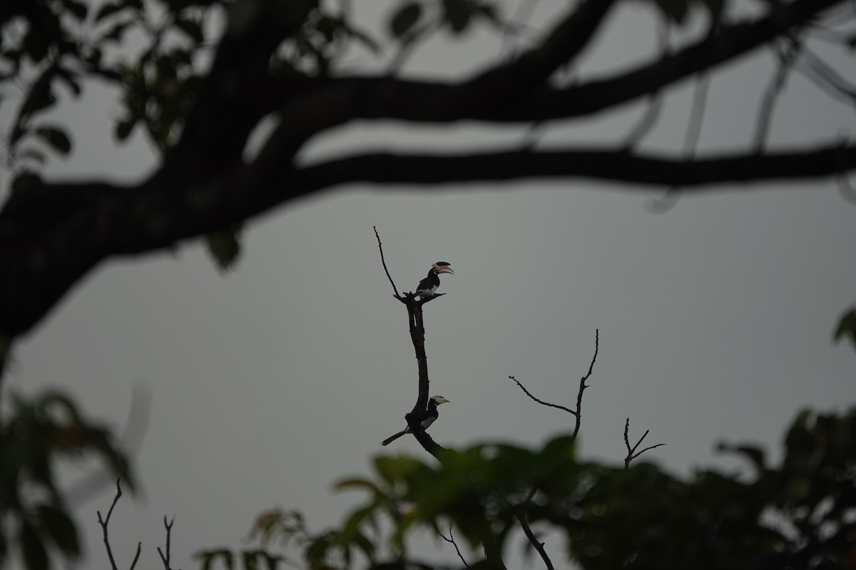 Malabar Pied-Hornbill - ML645510902