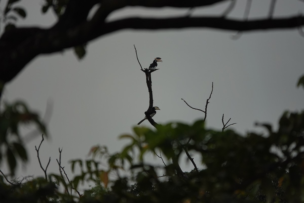 Malabar Pied-Hornbill - ML645510903