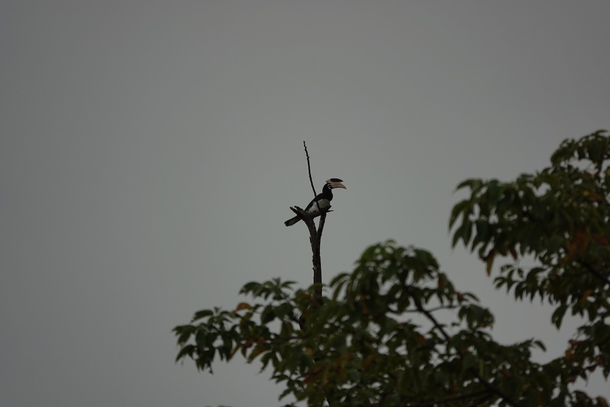 Malabar Pied-Hornbill - ML645510904