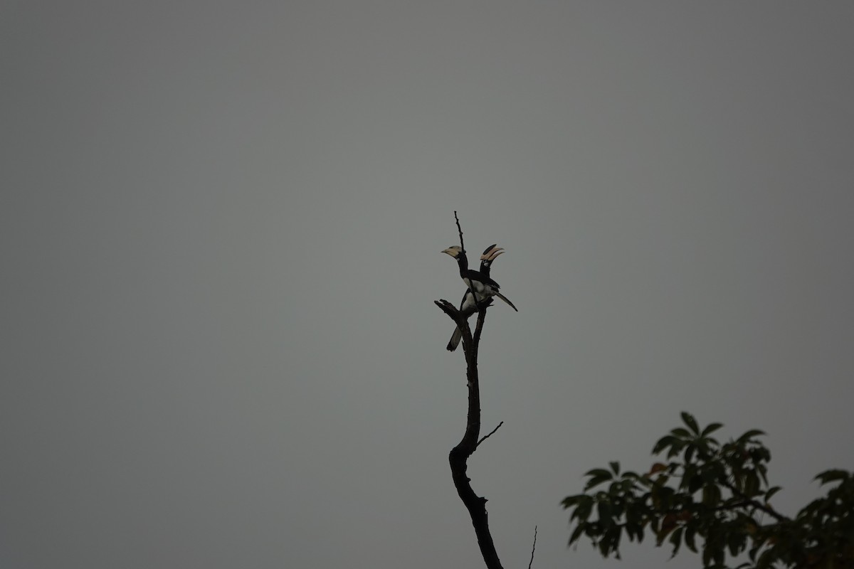 Malabar Pied-Hornbill - ML645510905