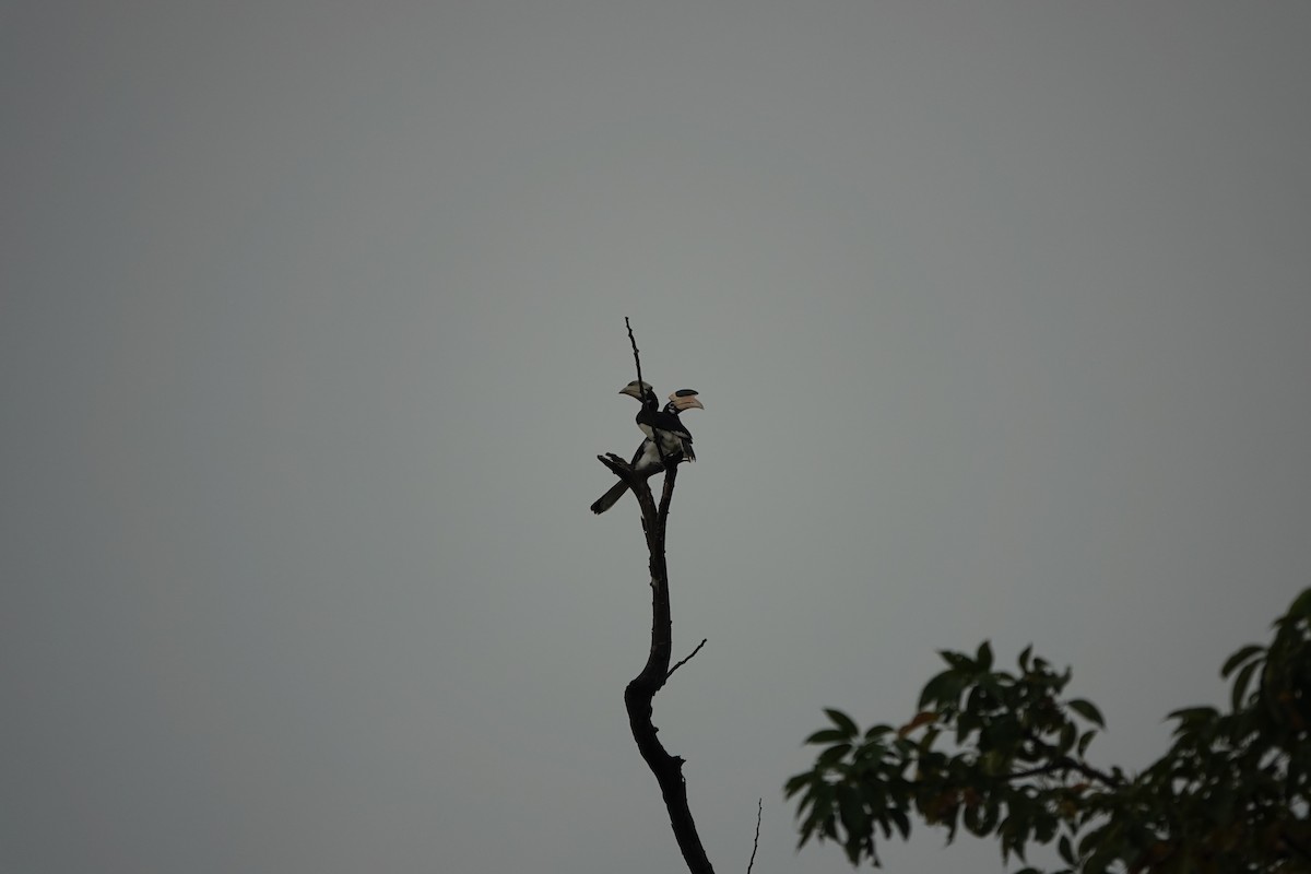 Malabar Pied-Hornbill - ML645510906