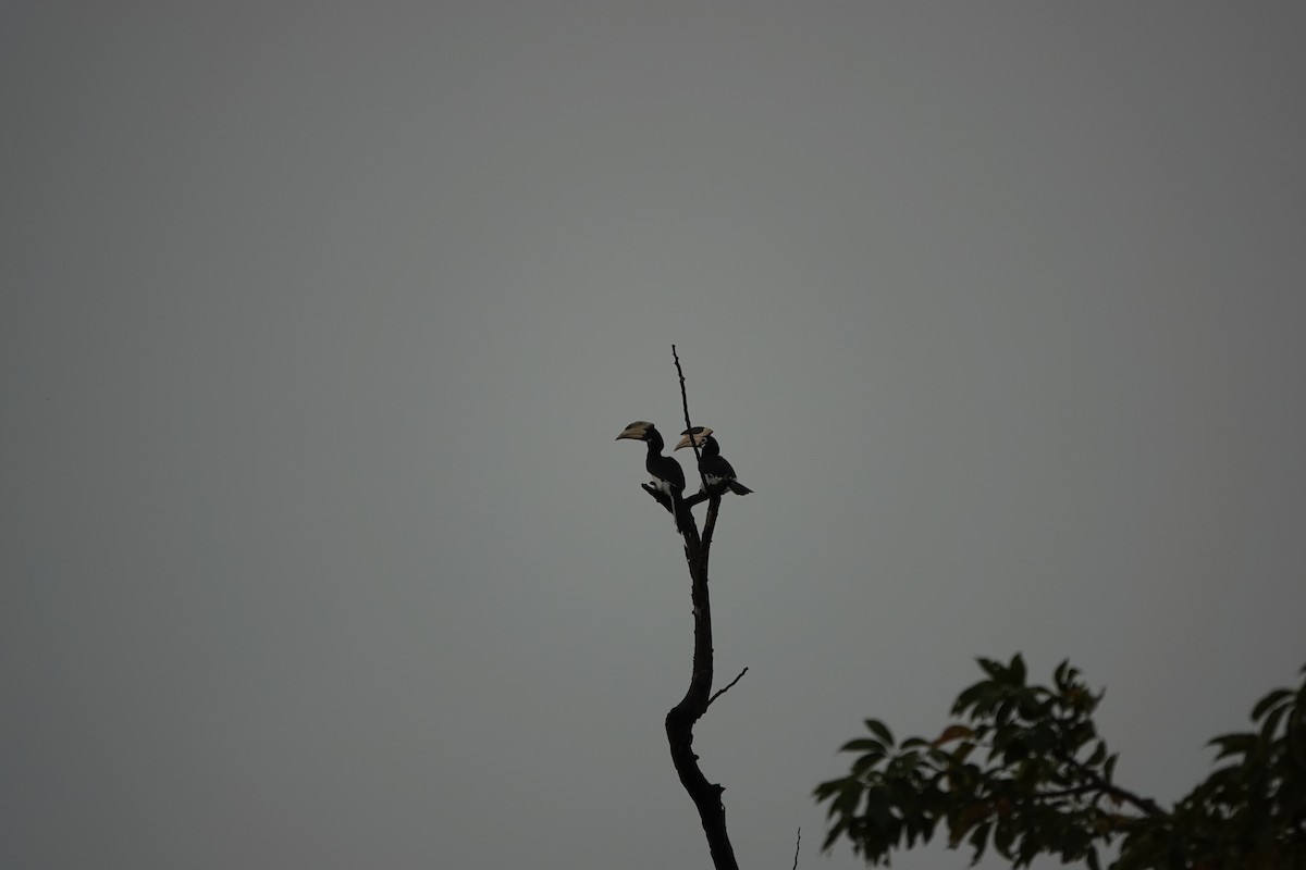 Malabar Pied-Hornbill - ML645510907