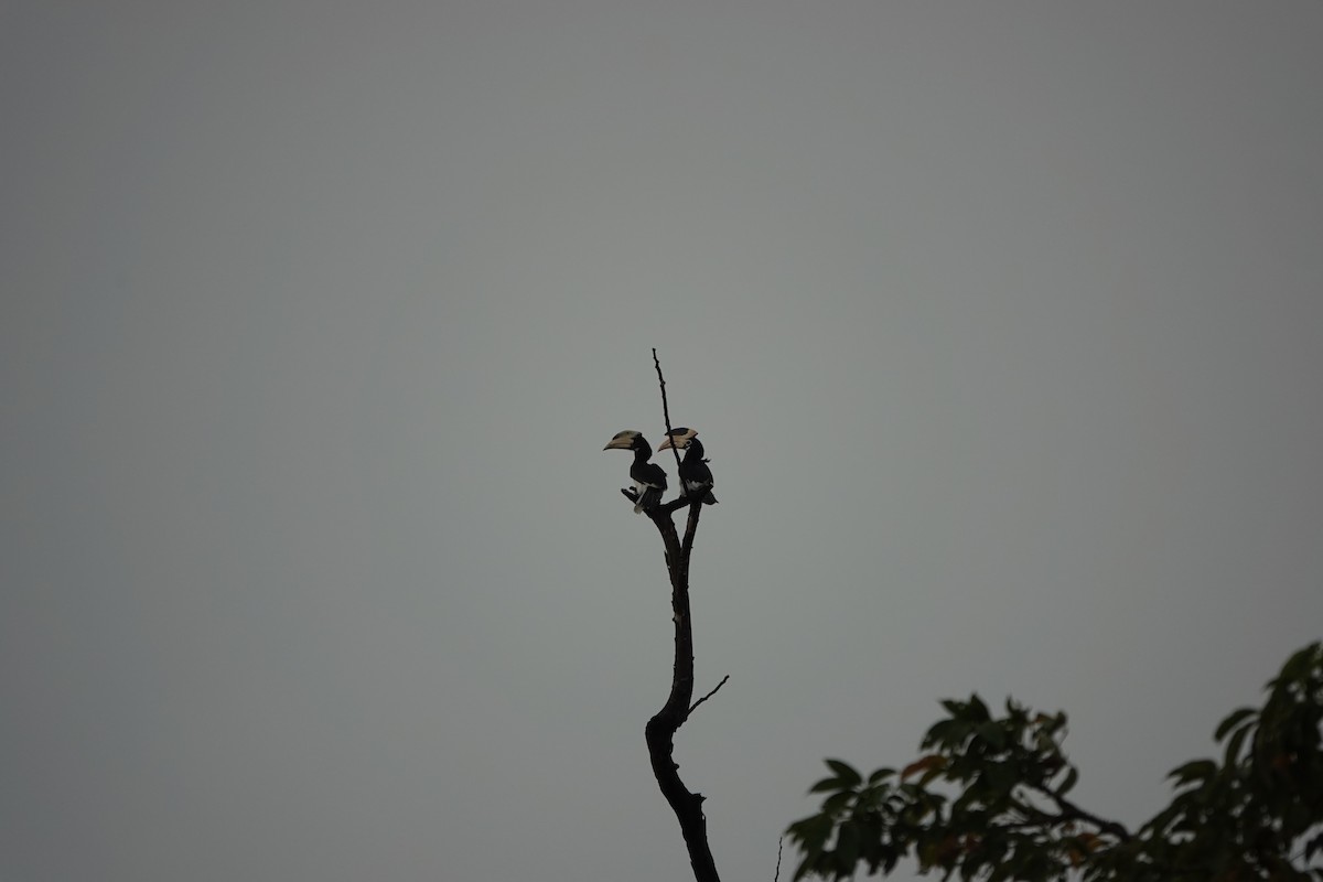 Malabar Pied-Hornbill - ML645510908