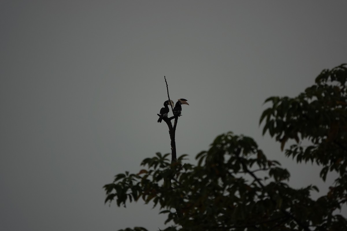 Malabar Pied-Hornbill - ML645510909