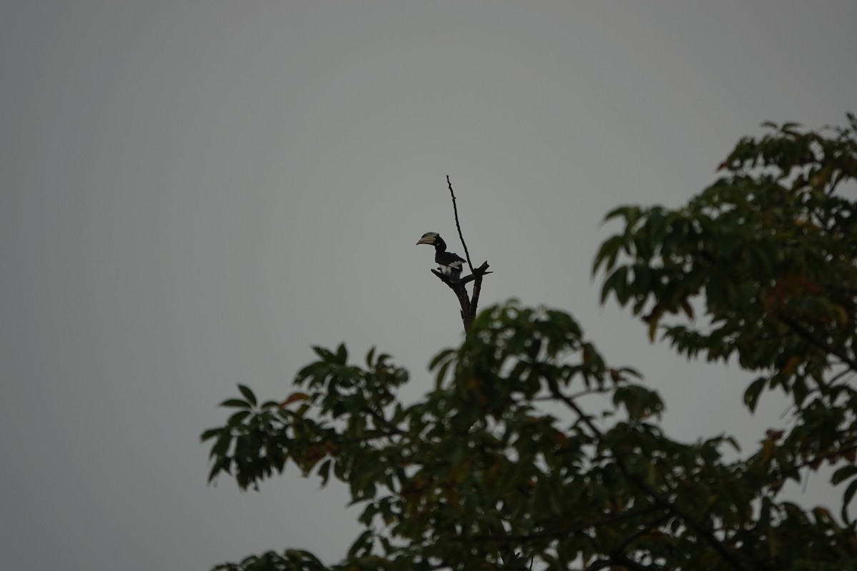 Malabar Pied-Hornbill - ML645510911