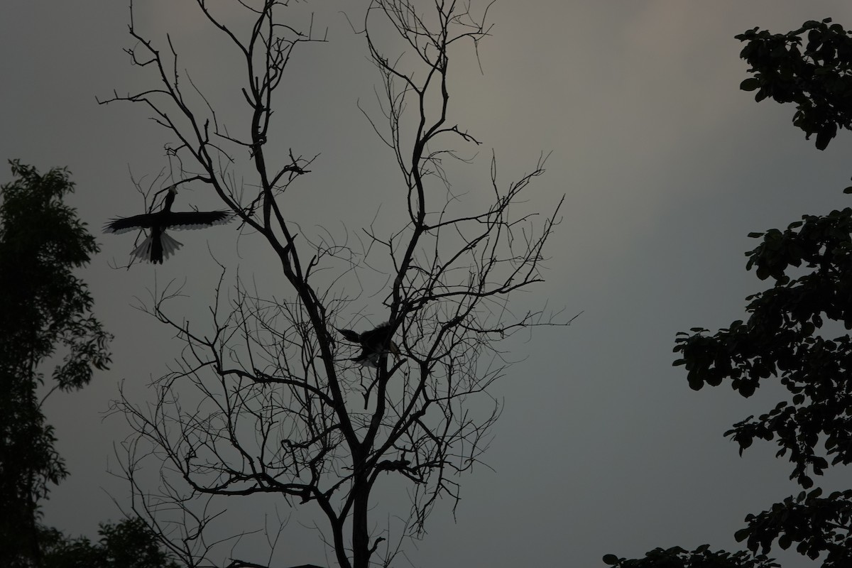 Malabar Pied-Hornbill - ML645510912