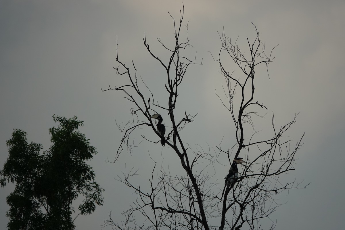 Malabar Pied-Hornbill - ML645510913