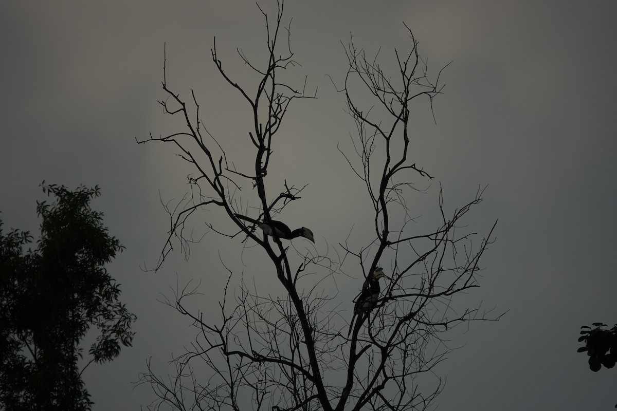 Malabar Pied-Hornbill - ML645510914