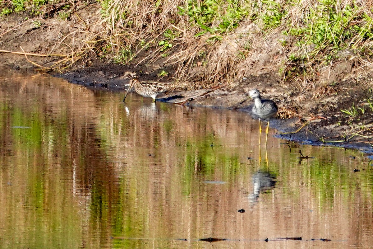 Wilson's Snipe - ML645510919
