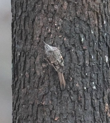 Brown Creeper - ML645510921