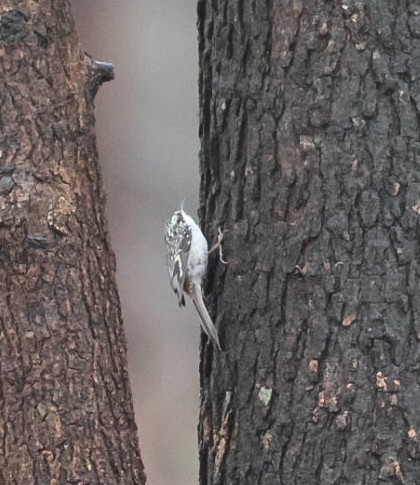 Brown Creeper - ML645510922