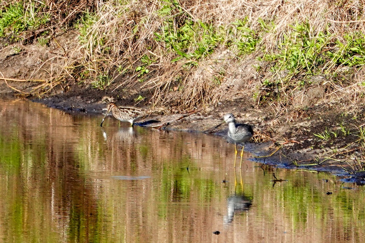 Wilson's Snipe - ML645510923