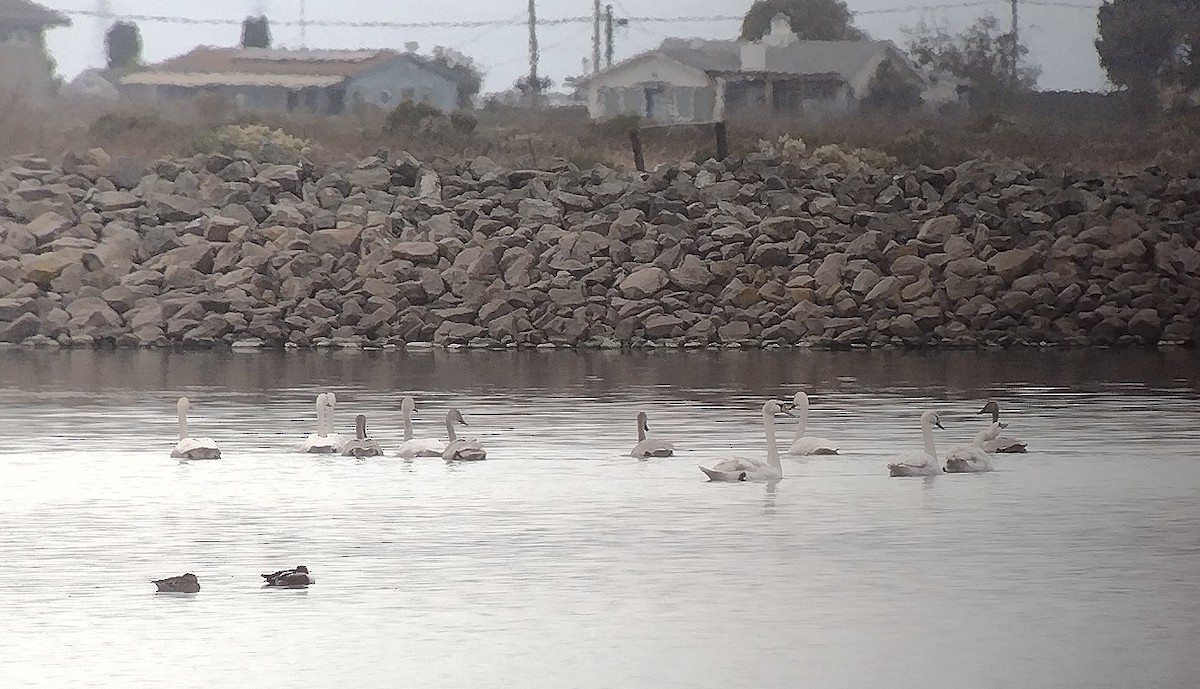 Американский лебедь (Американский) - ML645510925