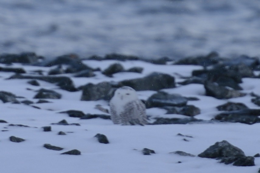 Snowy Owl - ML645510929