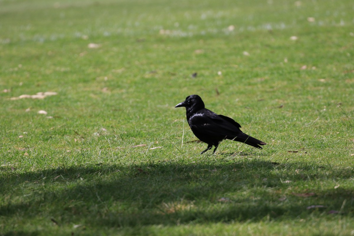 Южноавстралийский ворон - ML645510932