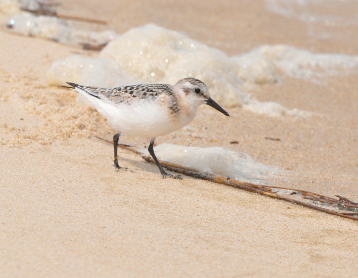 Sanderling - ML645510944