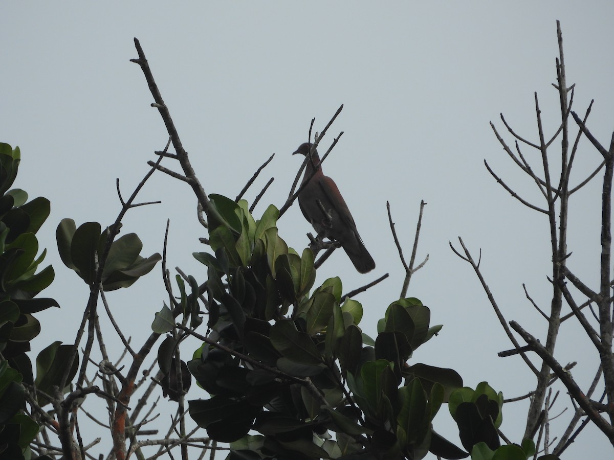 Pale-vented Pigeon - ML645510945