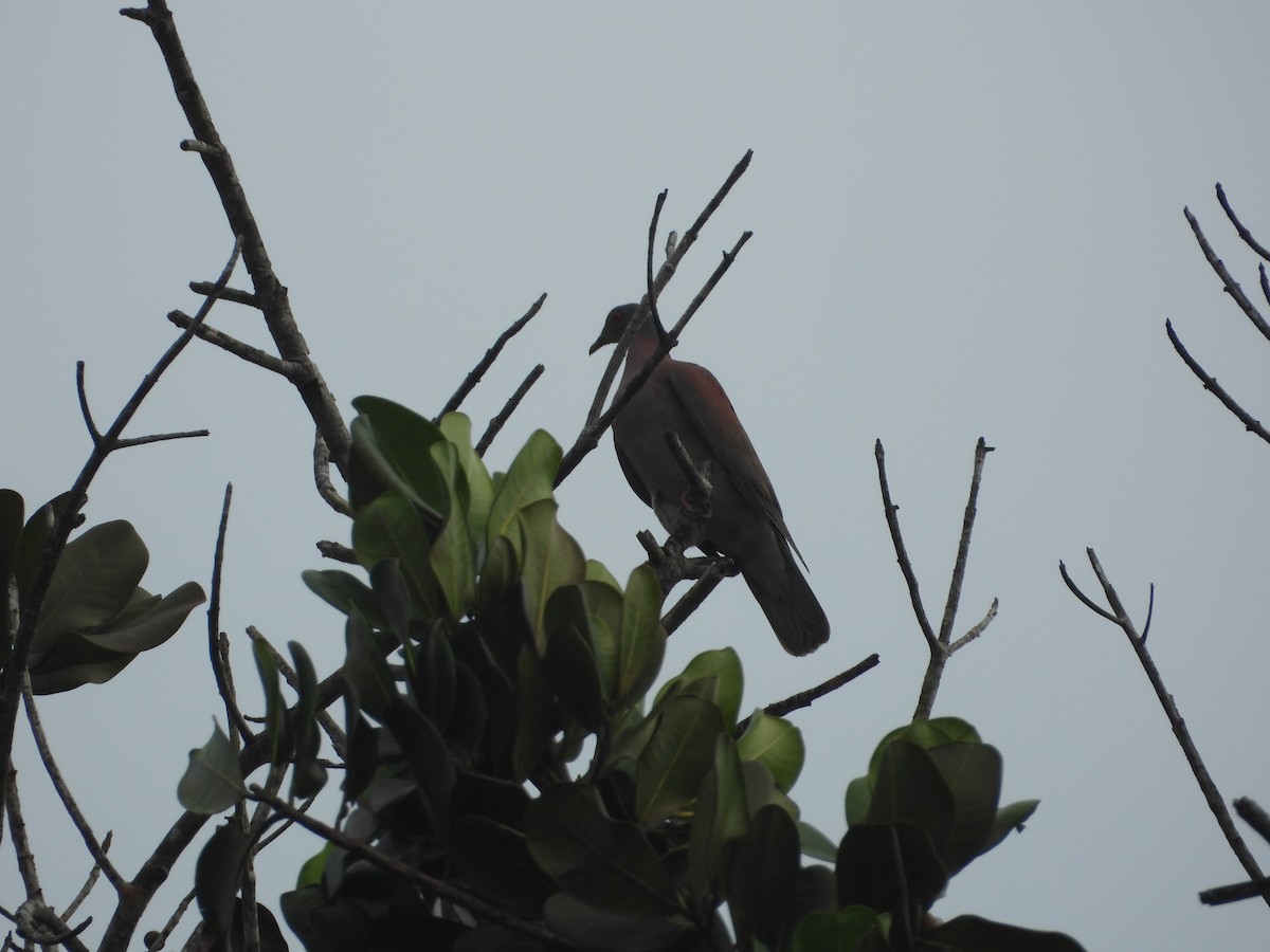 Pale-vented Pigeon - ML645510946