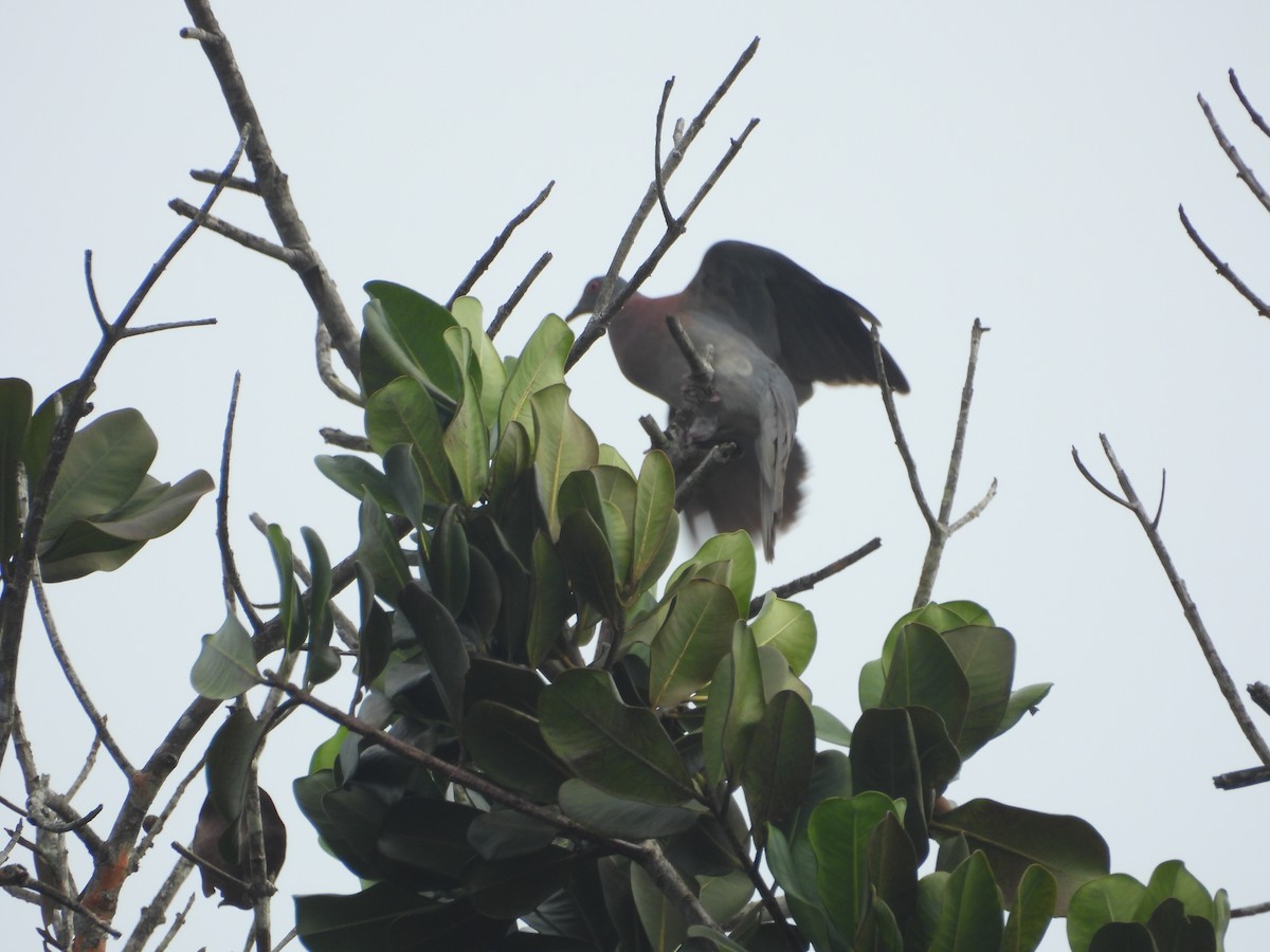 Pale-vented Pigeon - ML645510947