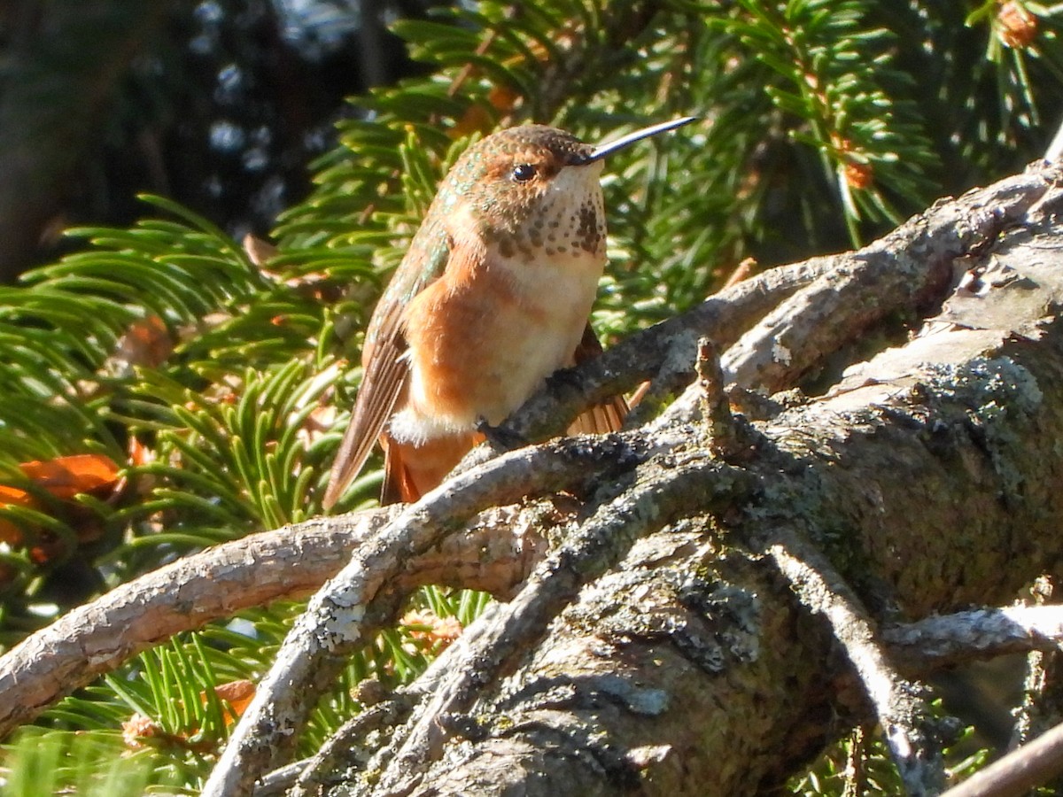 Rufous Hummingbird - ML645510953