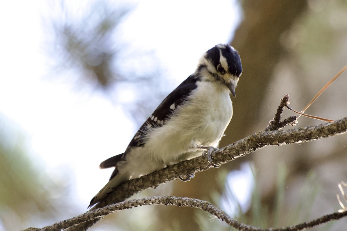 strakapoud osikový - ML645510954