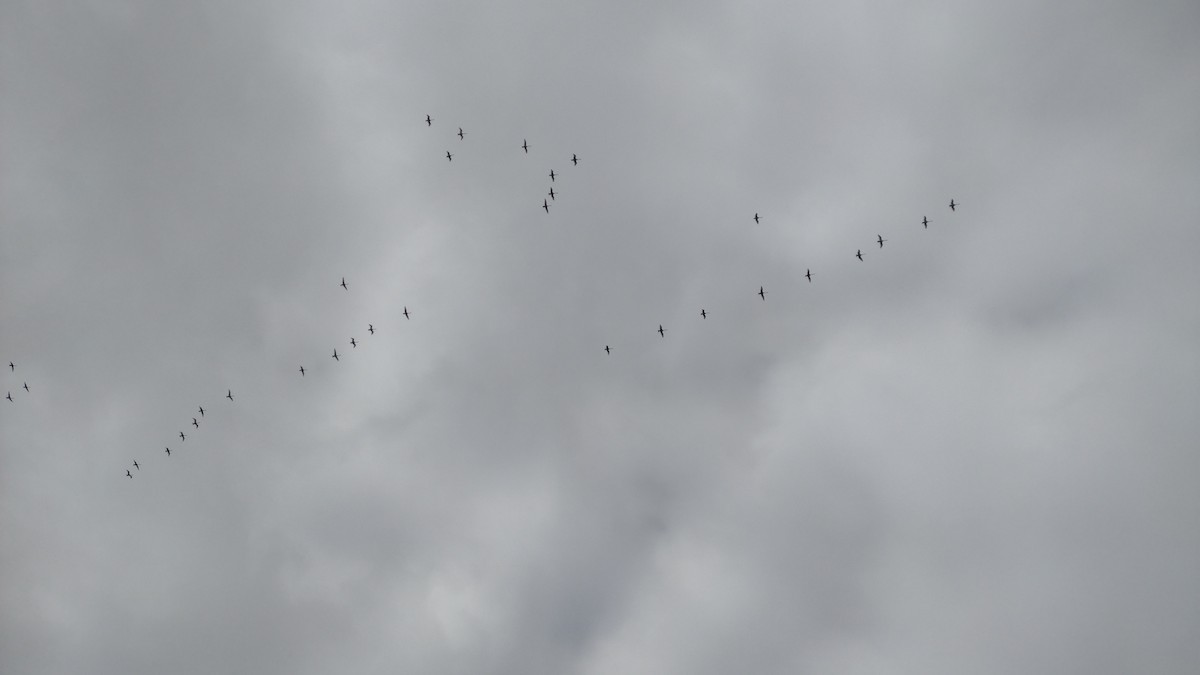 Американский лебедь (Американский) - ML645510962