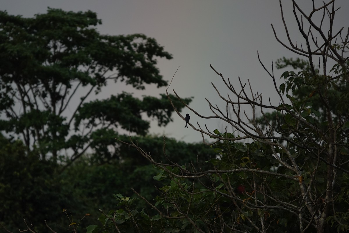White-bellied Drongo - ML645510970