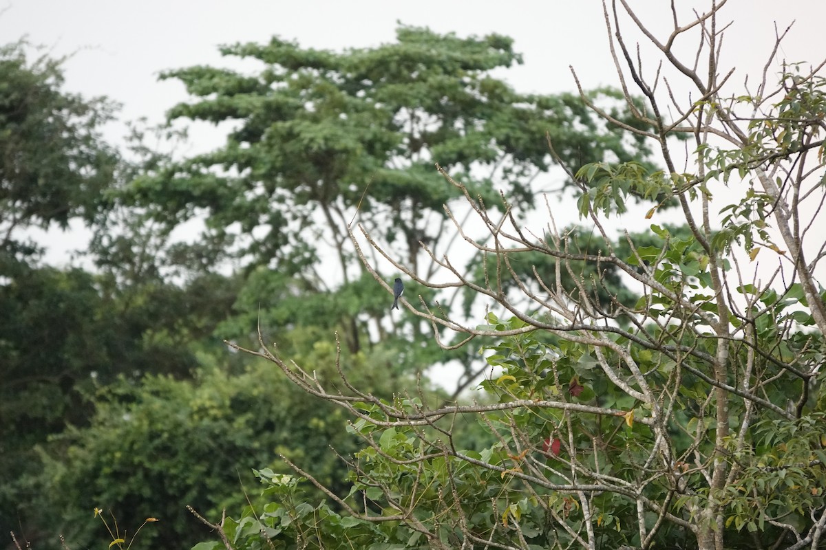 White-bellied Drongo - ML645510971