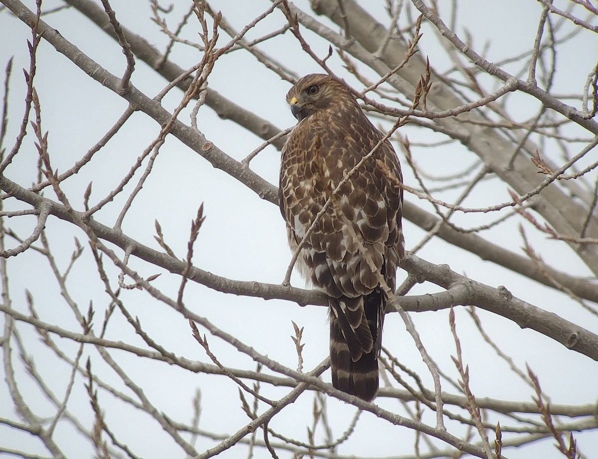 Красноплечий канюк (elegans) - ML645510975