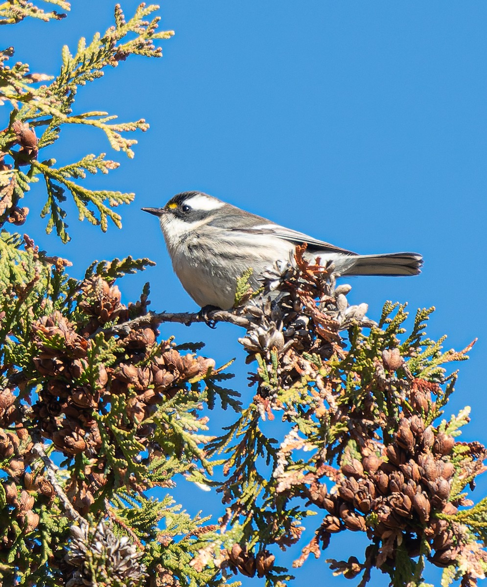 Black-throated Gray Warbler - ML645510988