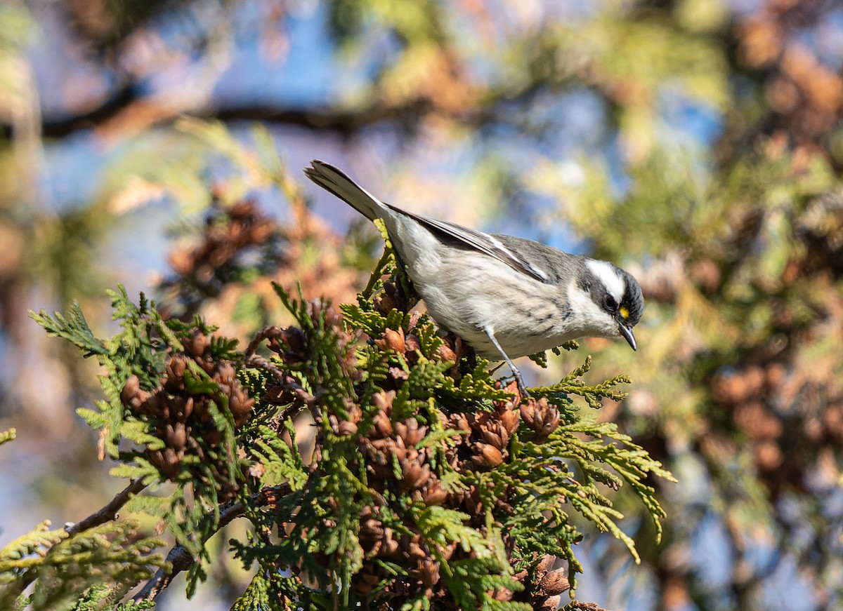 Black-throated Gray Warbler - ML645510994