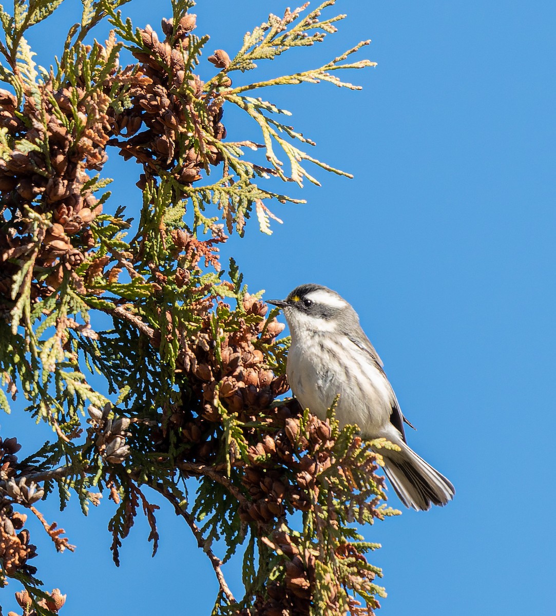 Black-throated Gray Warbler - ML645510995