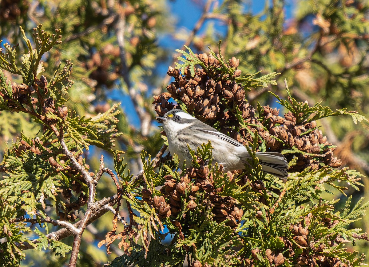 Black-throated Gray Warbler - ML645510996