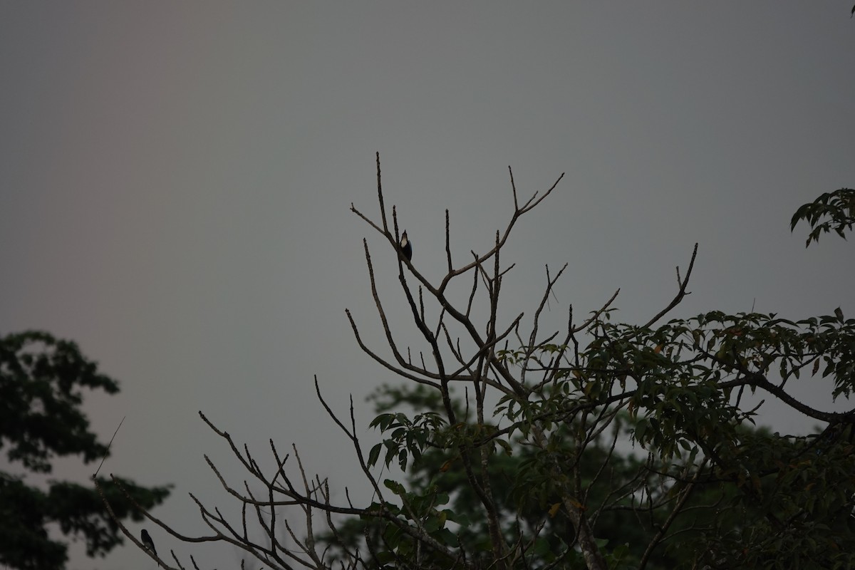 White-throated Kingfisher - ML645511000