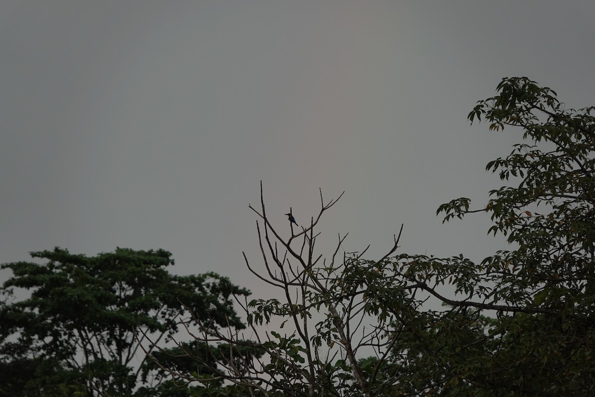 White-throated Kingfisher - ML645511001