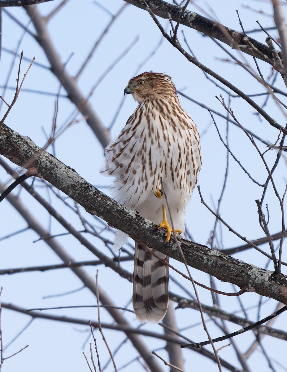 Cooper's Hawk - ML645511004