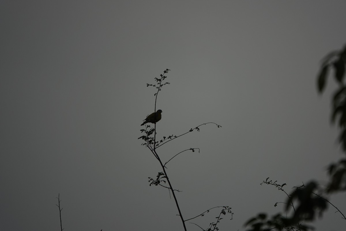 Yellow-footed Green-Pigeon - ML645511010