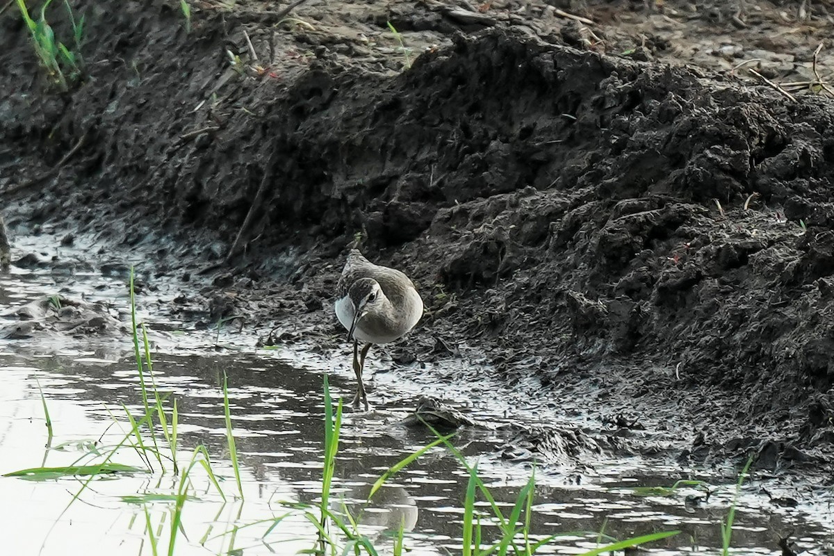 vodouš bahenní - ML645511014