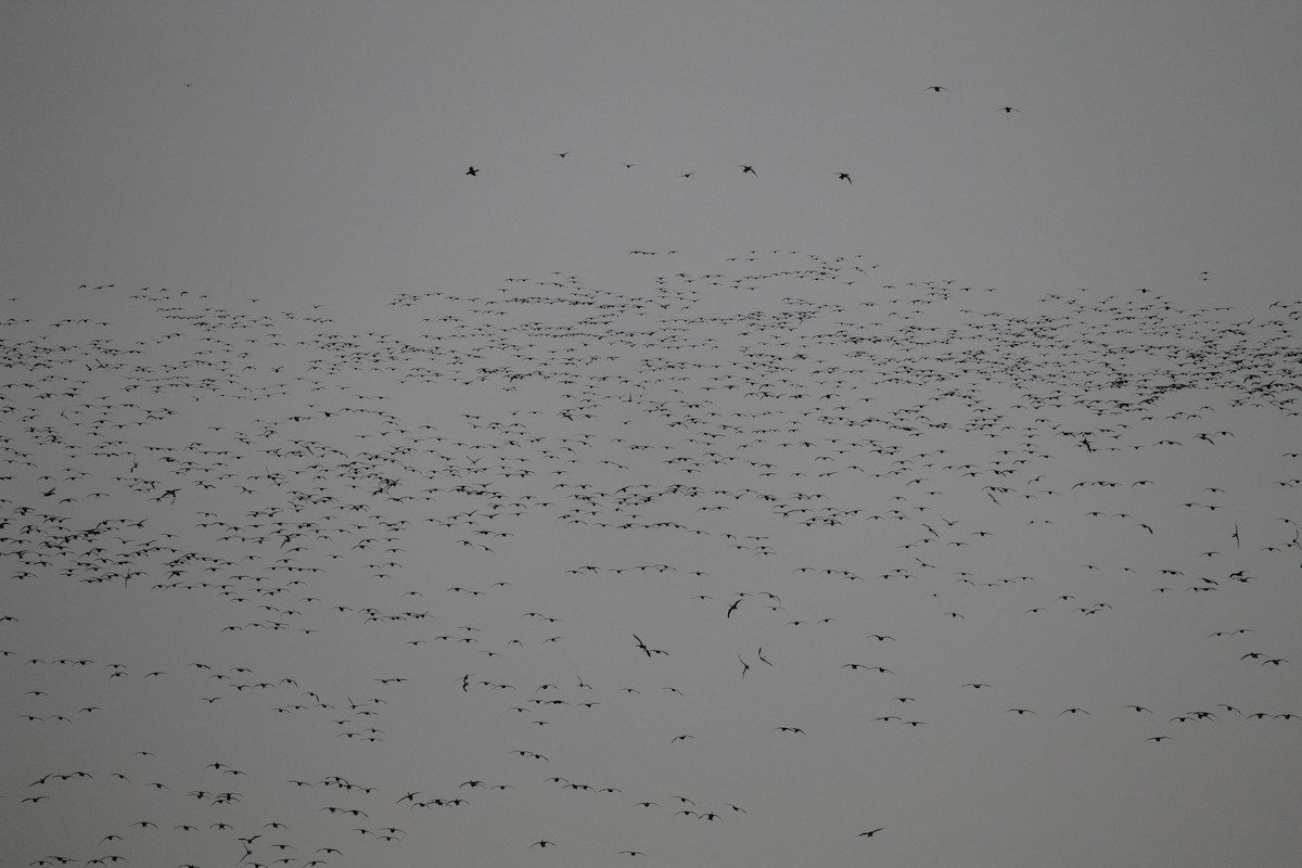 ברנטה קנדית - ML645511016