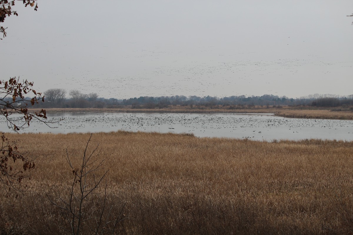 ברנטה קנדית - ML645511029